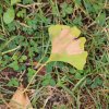 Ginkgo biloba mon arbre préféré pour la forme des feuilles_prise de vue 3. 26 juin 2022 bord du canal derrière résidence du canal. Corentin Costard